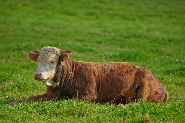 Cattle in pasture representing livestock biosecurity and foot and mouth disease control on South African farms
