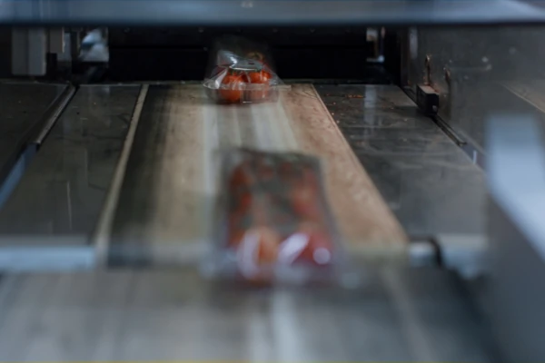 Packaged cherry tomatoes moving along an automated conveyor belt in a food processing facility
