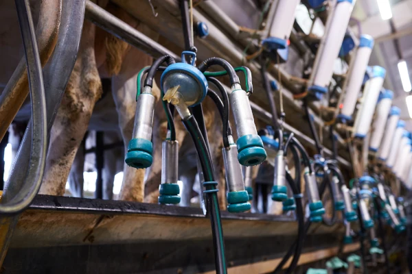 Stainless-steel milking equipment in a dairy processing facility, highlighting the importance of equipment hygiene, sanitation and biosecurity in milk production.