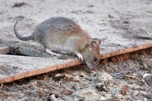 Rat foraging near a food processing facility